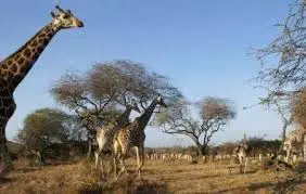 Nguni Nature Sanctuary